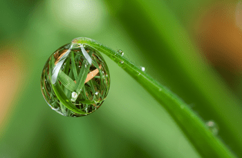 Dew Drop Natural by Alliec
