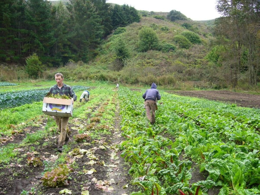 Harvesting the vegetable farm at Green Gulch