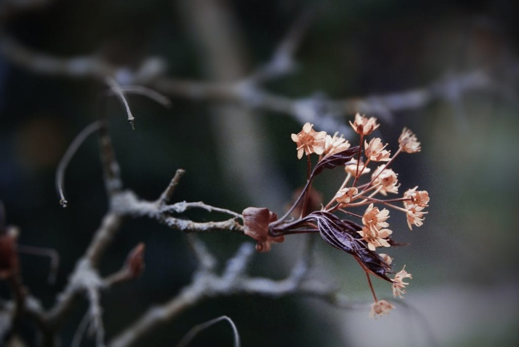 Branch with Blossoms