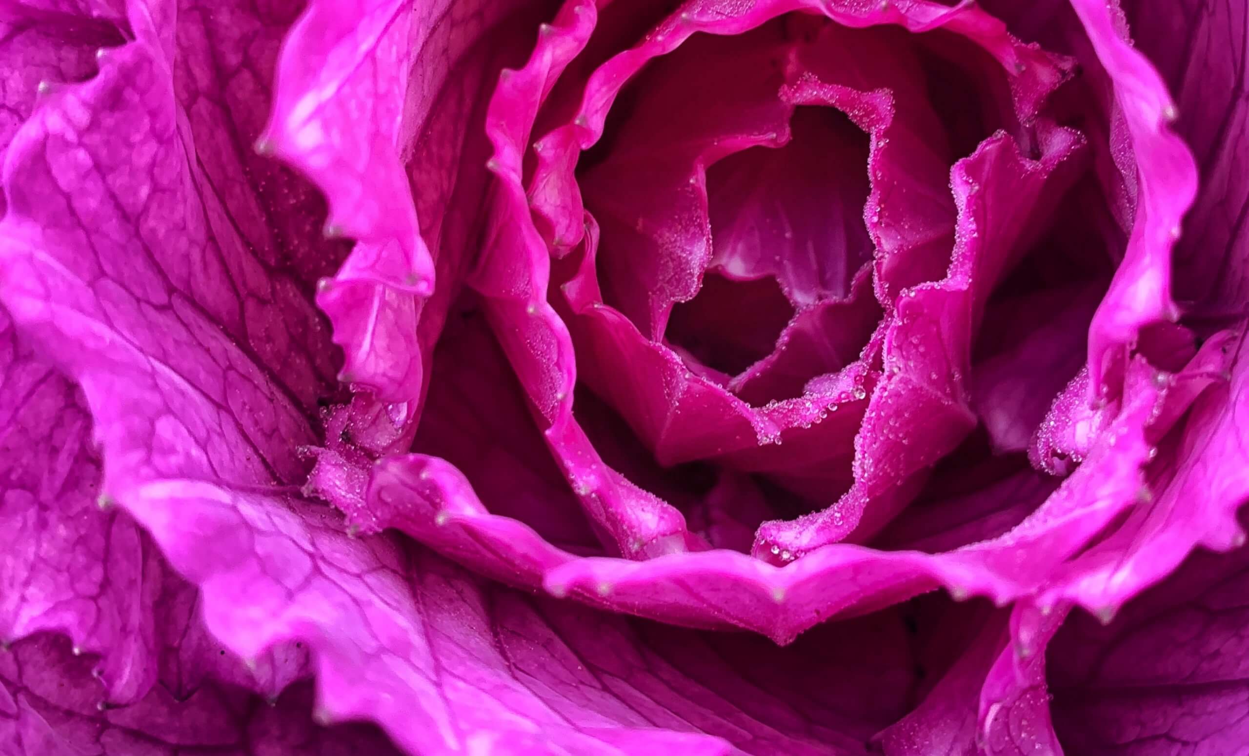Closeup of purple cabbage