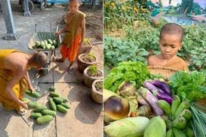 Monks cultivating vegetables