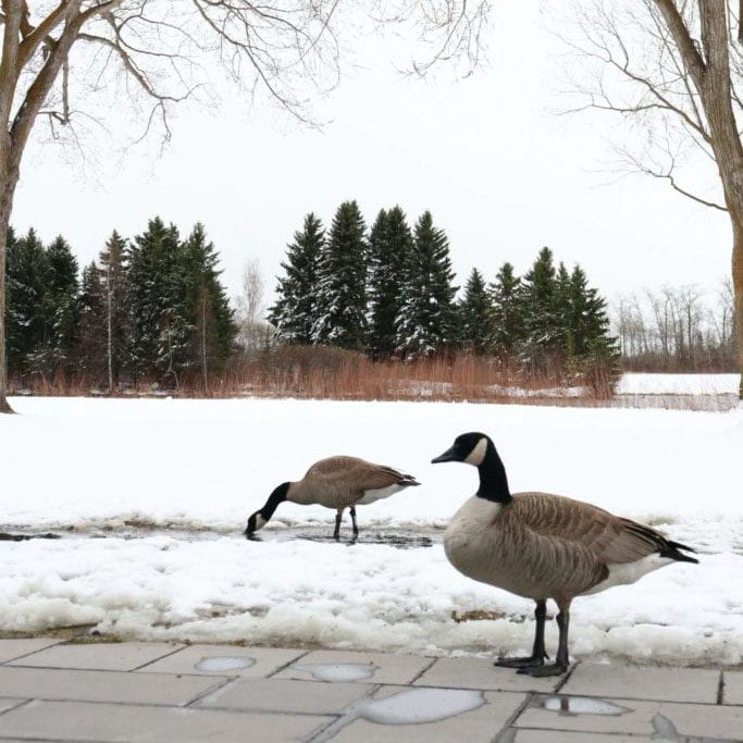 Geese in Hawrelak Park, Edmonton.