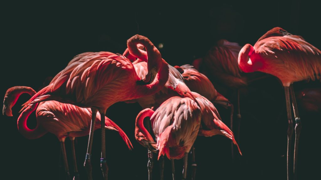 Group of Flamingos