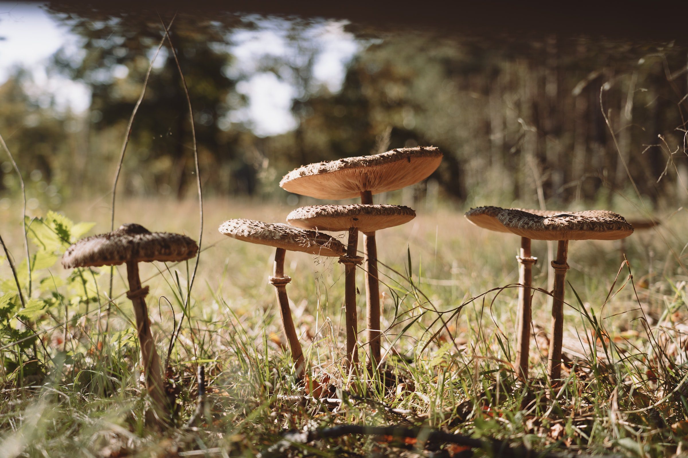 К чему снятся грибы. Незнакомые грибы. К чему снятся грибы в лесу. К чему снятся грибы женщине.