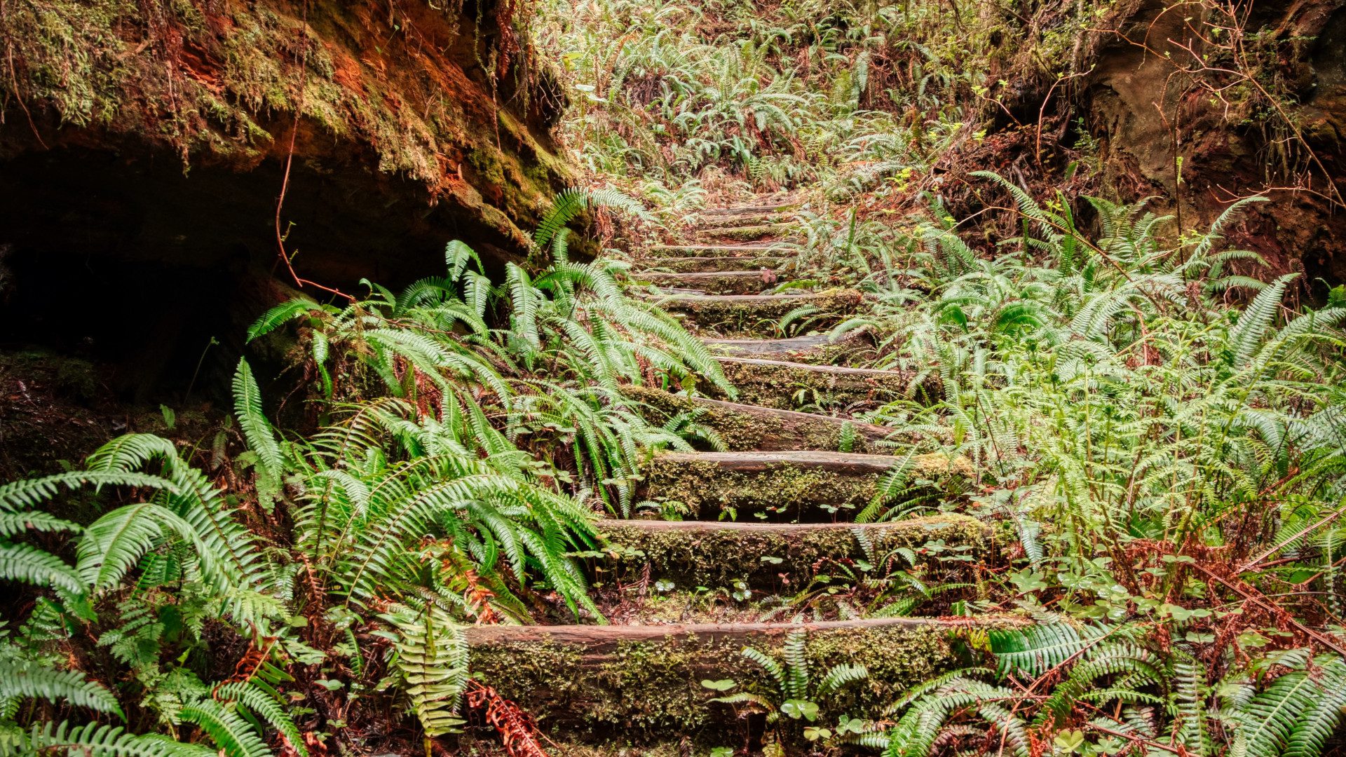Fern-covered stairway in a forest