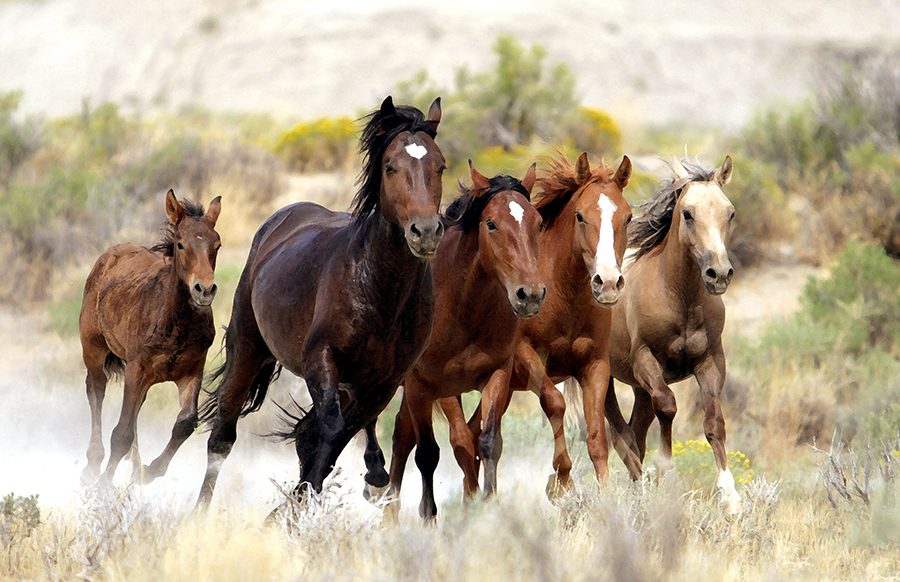 Idaho Wild Horses