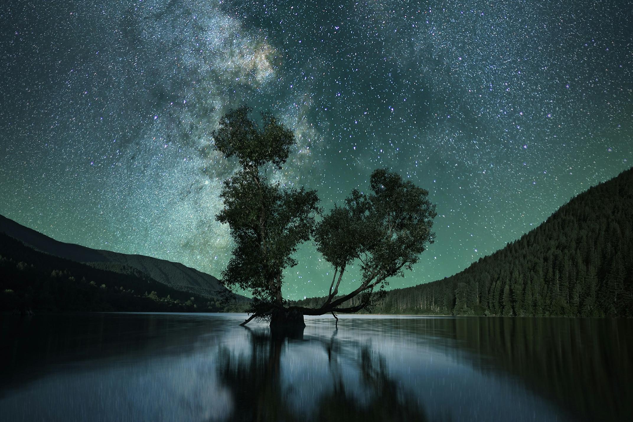 Green-leafed tree on body of water under starry sky.