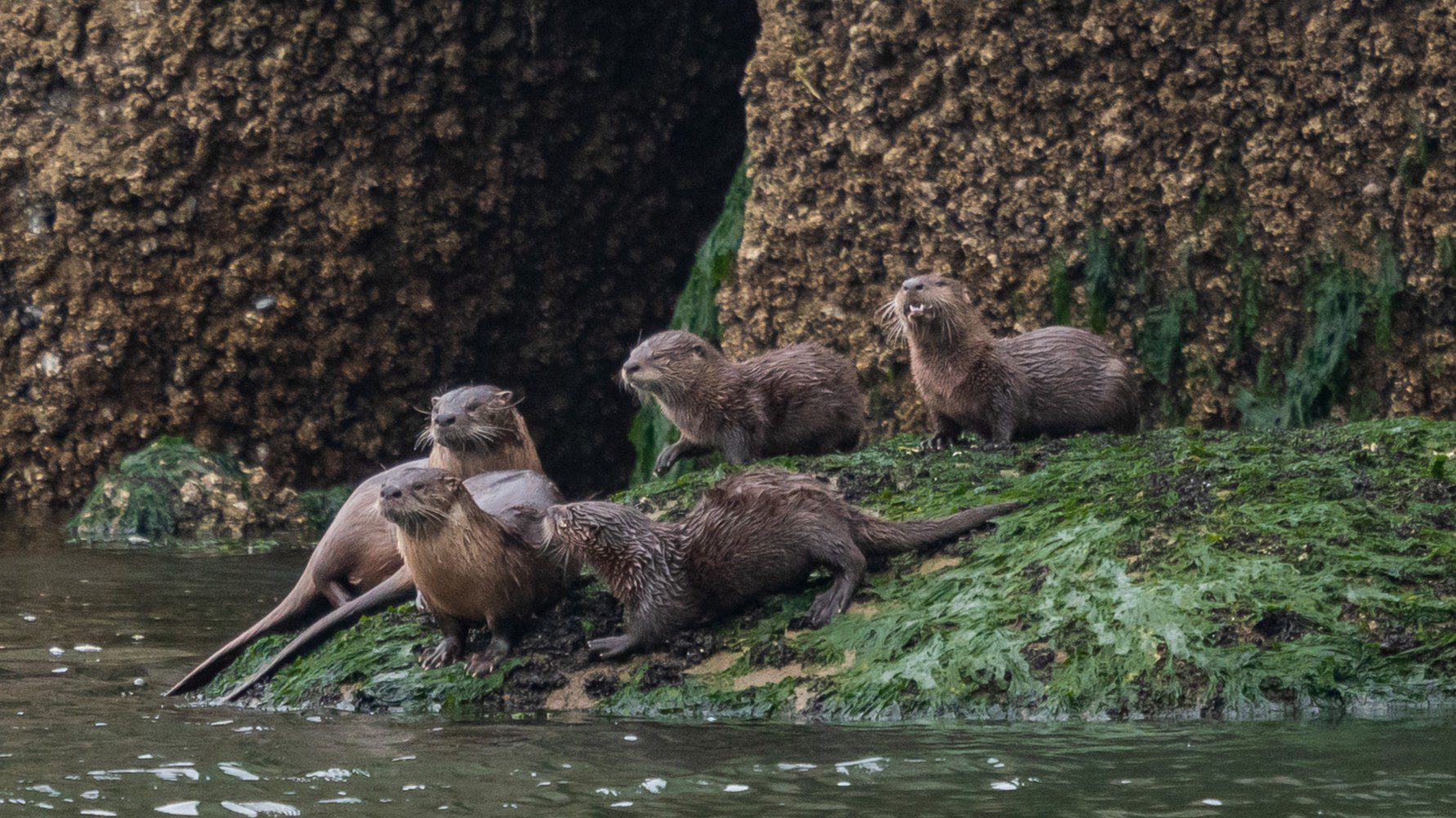 Otter family next to a rivers.