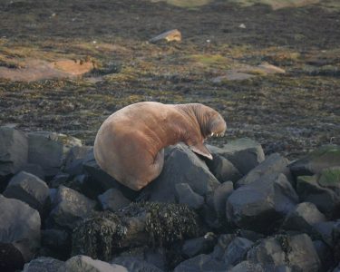 Freya the Walrus © James T M Towill, CC BY-SA 2.0