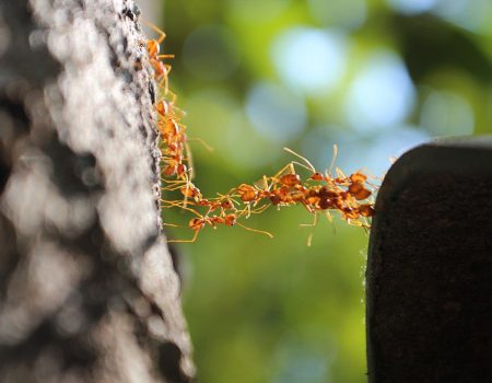 Ant Bridge Crossing