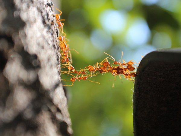 Ant Bridge Crossing