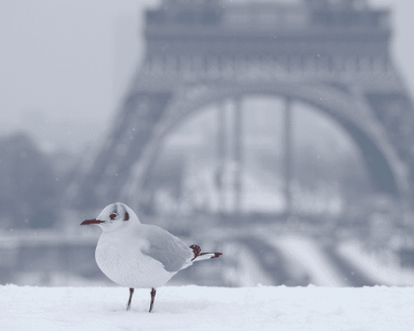 Black-headed_gull_in_the_snow_Eiffel_Tower-Feature