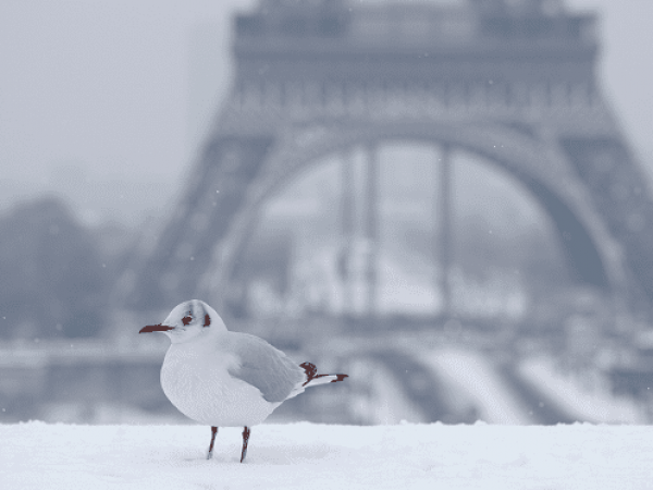 Black-headed_gull_in_the_snow_Eiffel_Tower-Feature