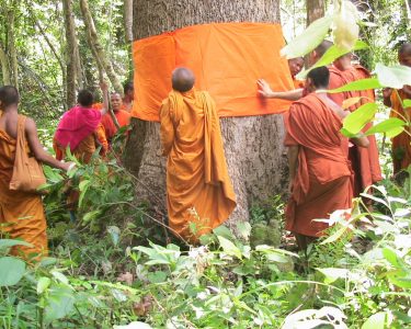 Cambodian Monks Ordain Tree