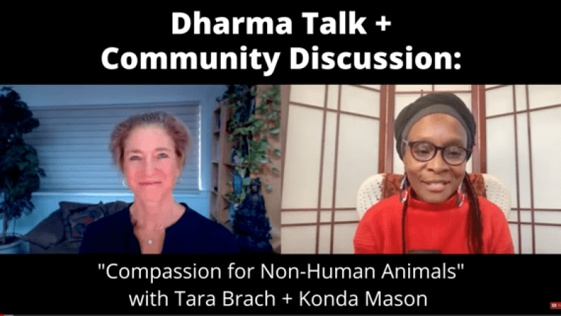 Dharma+Talk+++Discussion+-+Non-Human+Animals+-+July+24+2022