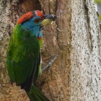 A Blue-throated Barbet in the Chala Village Sanctuary. © Suryya Kumar Chetia from YouTube