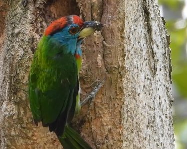 A Blue-throated Barbet in the Chala Village Sanctuary. © Suryya Kumar Chetia from YouTube