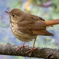 Hermit thrush © CC BY-SA 4.0 via Wikimedia Commons