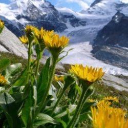 University of Basel scientists report that Swiss plants and butterflies have moved 8 to 42 meters uphill between 2003 and 2010.