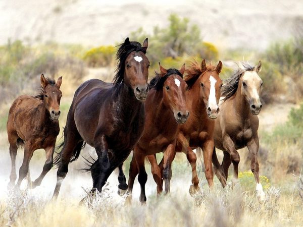 Idaho Wild Horses