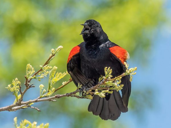 Red-winged Blackbird singing, CC BY-SA 4.0 , via Wikimedia Commons