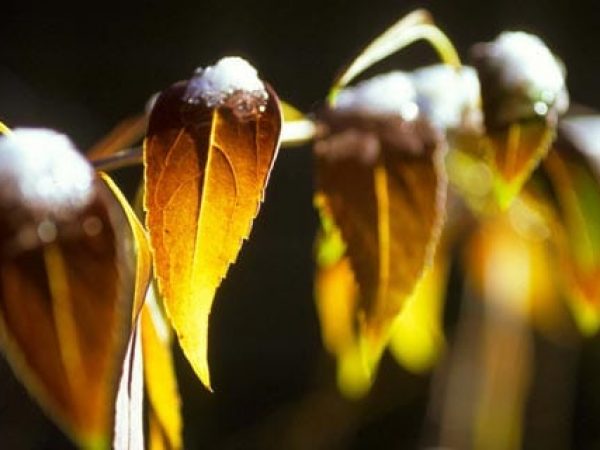 ZCNYC-leaves-golden