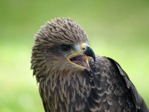 Black kite © Anja-#pray for ukraine# #helping hands# stop the war from Pixabay