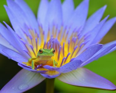 A Dainty tree frog peering out from its water lily flower home. Cairns, Australia.