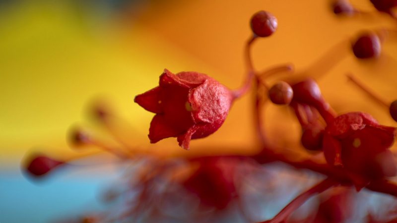 © Antonio López from Pixabay