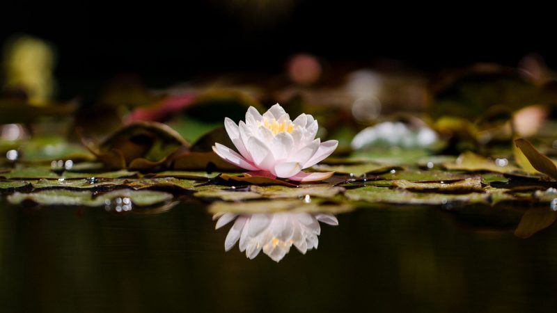 jason-leung-lo_reJbLV1Q-unsplash