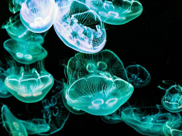 © Carol-Ann Bussières from Pixabay