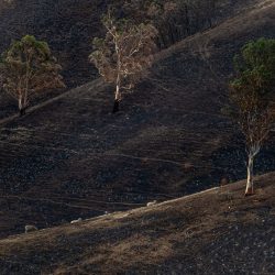 Sheep graze on scorched land in the Buchan area. Australia © Jo-Anne McArthur from Unsplash