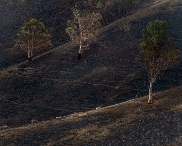 Sheep graze on scorched land in the Buchan area. Australia © Jo-Anne McArthur from Unsplash