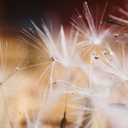 Dandelion seeds
