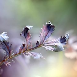 © Gabriela Piwowarska from Pixabay