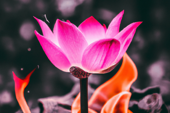 lotus-flower-blooming-amidst-flames