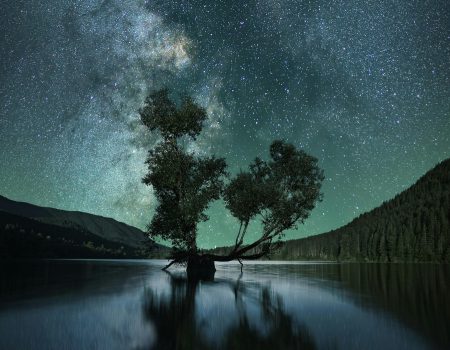 Green-leafed tree on body of water under starry sky.