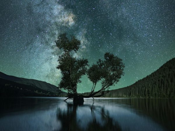 Green-leafed tree on body of water under starry sky.