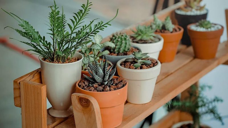 plant