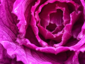 Closeup of purple cabbage