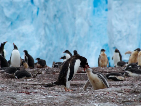 Penguins in front of ice wall