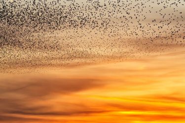 Starling murmurations. A large flock of starlings fly at sunset in the Netherlands. Hundreds of thousands starlings come together making big clouds to protect against birds of prey.
