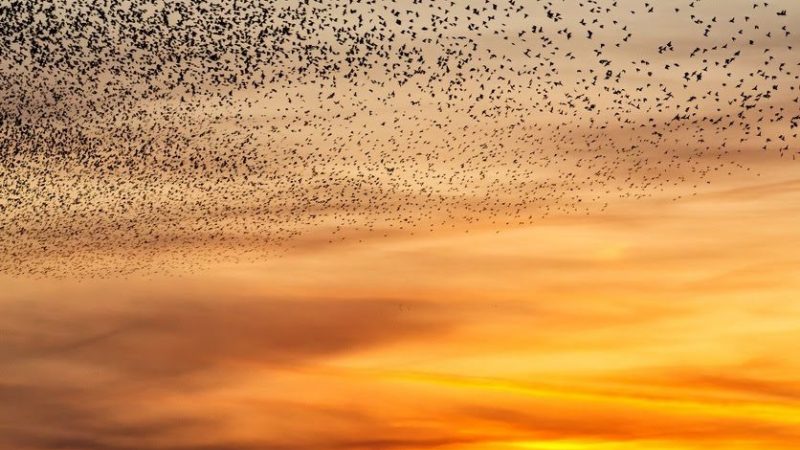 Starling murmurations. A large flock of starlings fly at sunset in the Netherlands. Hundreds of thousands starlings come together making big clouds to protect against birds of prey.
