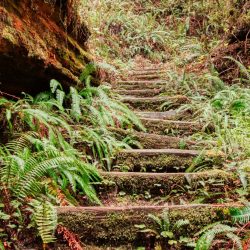Fern-covered stairway in a forest