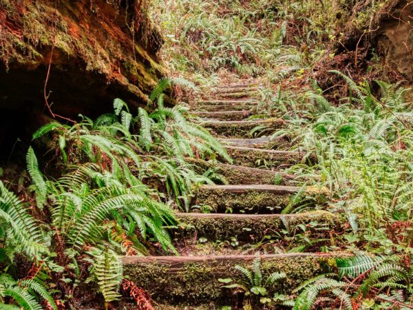Fern-covered stairway in a forest