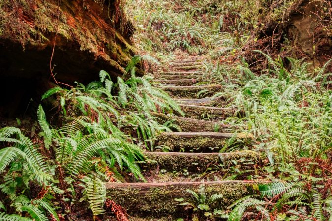 Fern-covered stairway in a forest